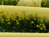 Yellow Pipes and Flowers