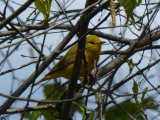 Warbler