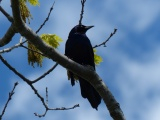 Tree Guardian