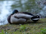 Sleepy Duck