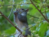 Foraging Squirrel