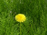 Solo Dandelion