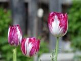 Triple Tulips