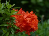 Vivid Red Flower
