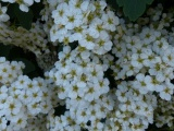 Miniature Bouquets