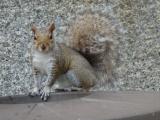 Alert Squirrel