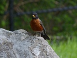 Robin on a Rock