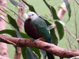 Colorful Dove