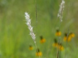 Fluffy Seeds