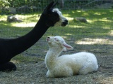 White Cria