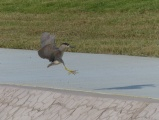 Night Heron, Landing