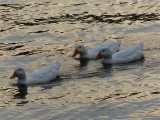 Three White Ducks