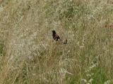 Blackbird in the Grass