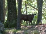 Forest Cow