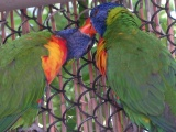 Lorikeet Kisses