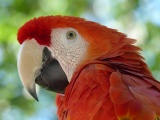 Red Macaw