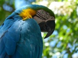 Blue and Gold Macaw