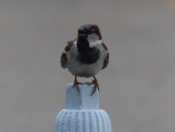 Sparrow Pedistal