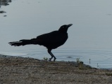 Thirsty Grackle