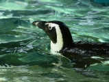 African Penguin