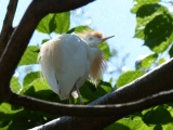 Cattle Egret in a Tree