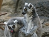 Ring-Tailed Lemur Tongues