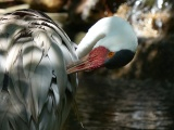 Watted Crane