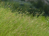 North Dakota Grassland