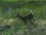 Spotted Fawn