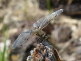 Perched Dragonfly