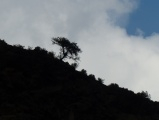 Tree, on a Slope
