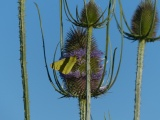 Yellow Butterfly on Teasel