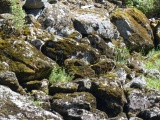 Mossy Rocks