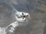 Water Strider