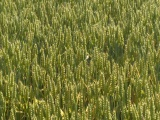 Ripening Grain