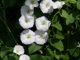 Snowy White Morning Glories