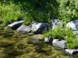 Vibrant Riverbank