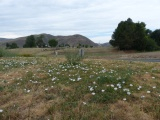 Flowers of Horseshoe Bend