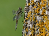 Two Insects