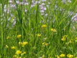 Patch of Meadow