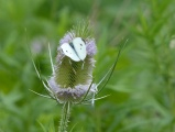 White Butterfly on Teasel