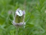 White Butterfly on Teasel