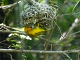 Golden Weaver Weaving