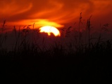 Grasses against the Sunset