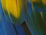 Macaw Feather Detail