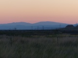 Peach Dawn
