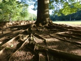 Tree Roots