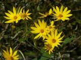 Cheery Flowers