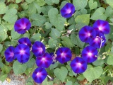 Purple Cluster