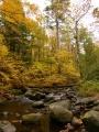Golden Leaves at Willard Brook